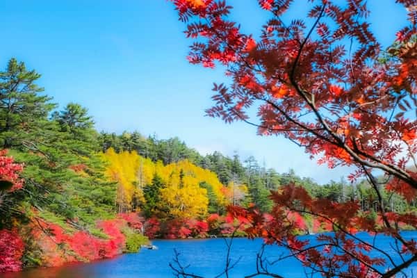 白駒池　紅葉が美しい秋
